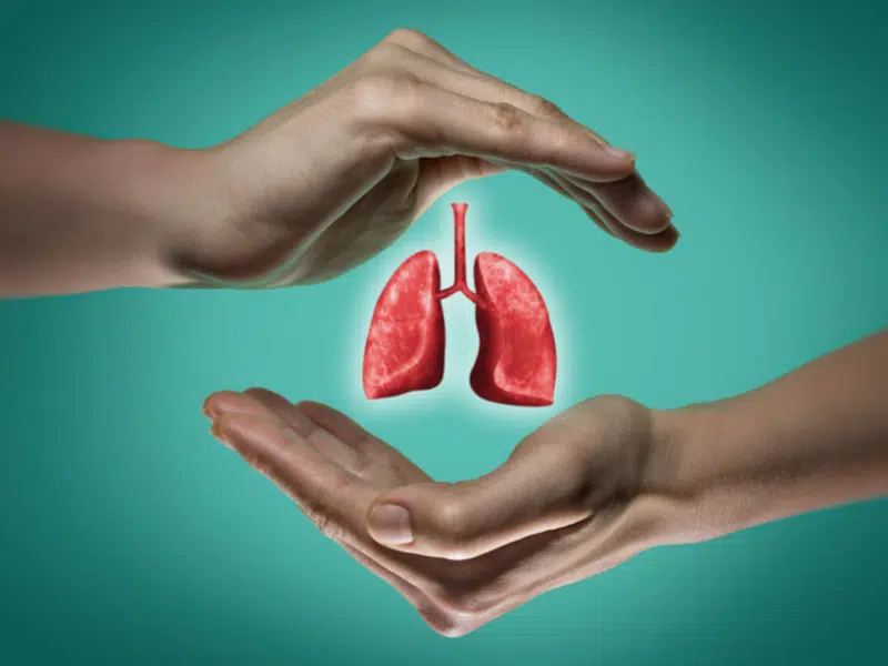 Gesunde Lunge wird zwischen Händen gehalten