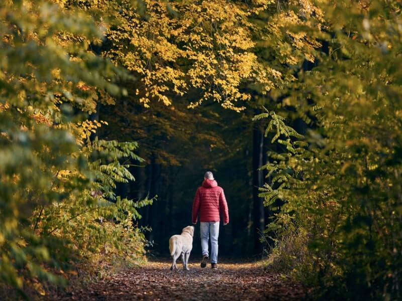 Spaziergänger mit Hund auf Waldweg